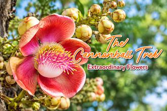 THE CANNONBALL TREE