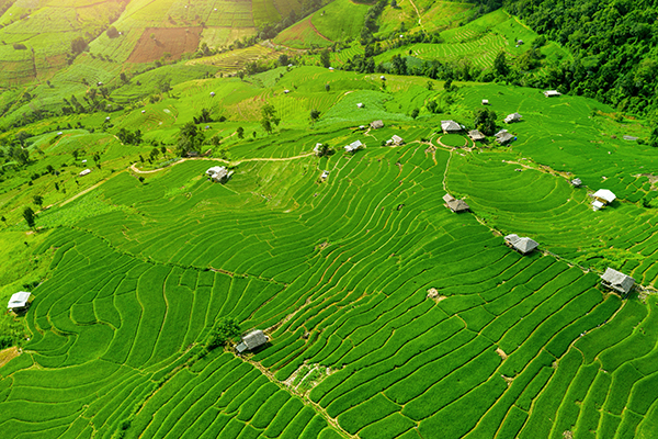 Sep Rice Field 50 SHADES OF GREEN 5 Must-See Rice Fields