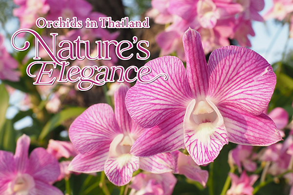 NATURE ELEGANCE
