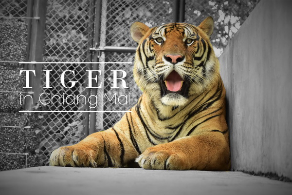 Tigers in Chiang Mai 