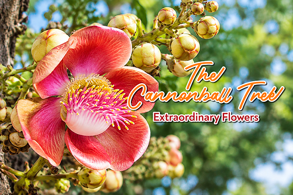 THE CANNONBALL TREE